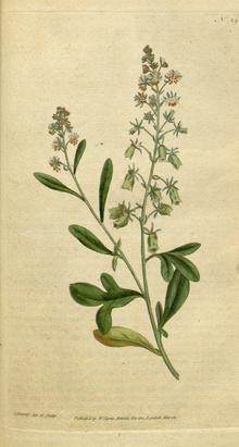 Reseda Odorata